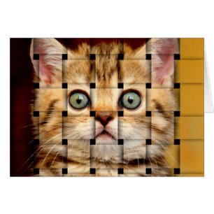 Cat Weave
