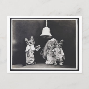 Cat Wedding Vintage Oddity Postcard