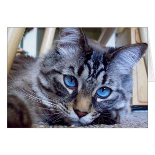 Cat Whispers Book Cover Image