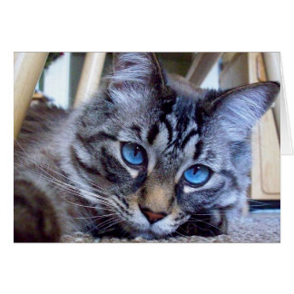 Cat Whispers Book Cover Image