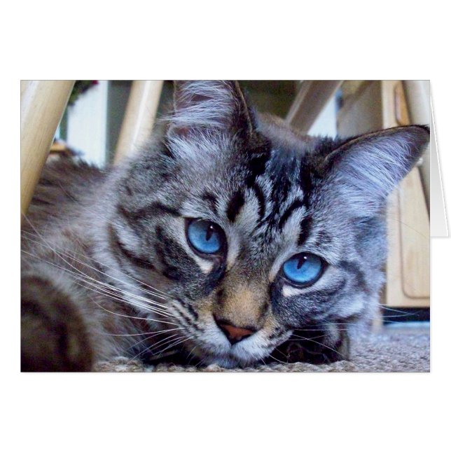 Cat Whispers Book Cover Image (Front Horizontal)