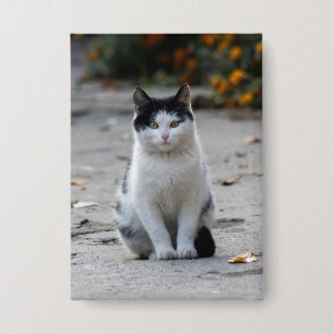 Cat, White, Pet