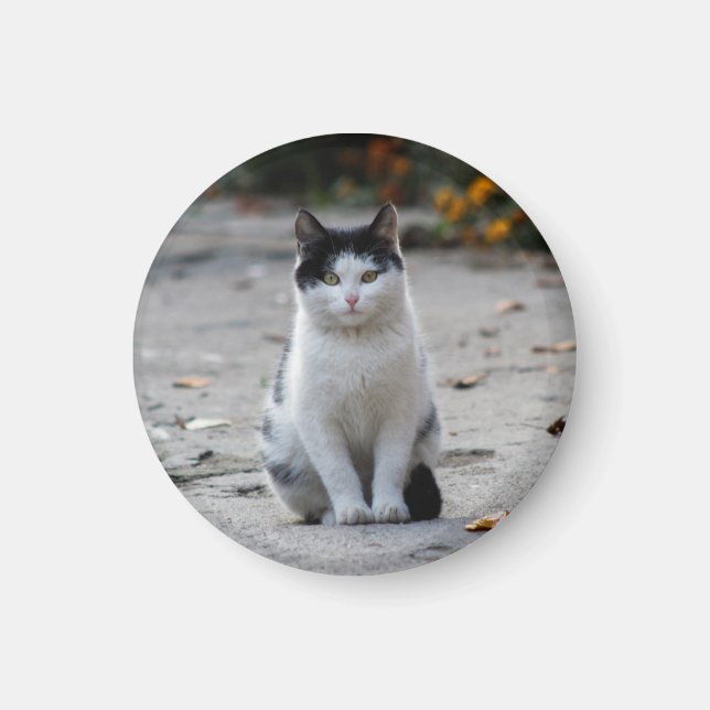 Cat, White, Pet Magnet (Front)