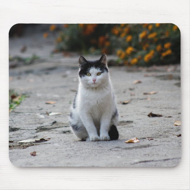 Cat, White, Pet Mouse Mat (Front)
