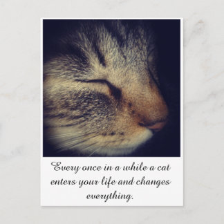 Cat White quote on Postcard