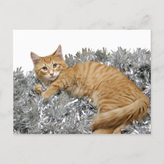 Cat Who me? Postcard