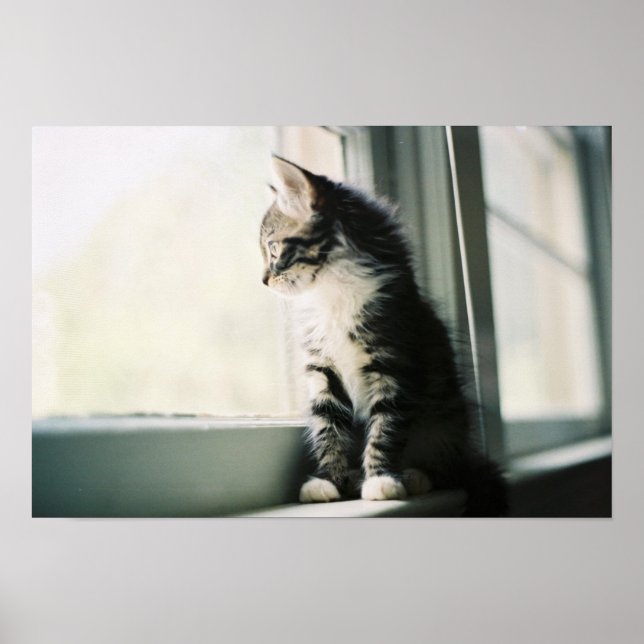 Cat Window Poster (Front)