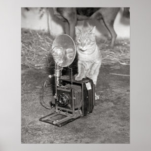 Cat with a Camera, 1936. Vintage Photo Poster