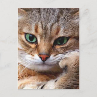 cat with attitude postcard