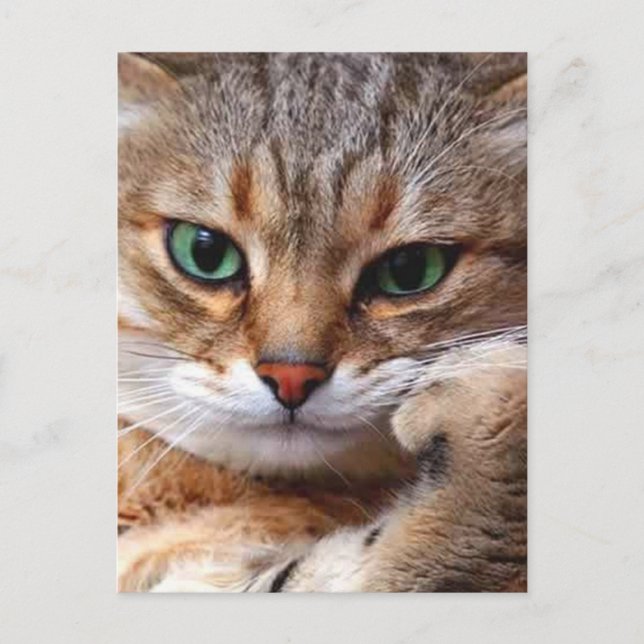 cat with attitude postcard (Front)