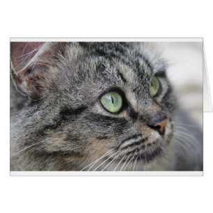 Cat with beautiful green eyes