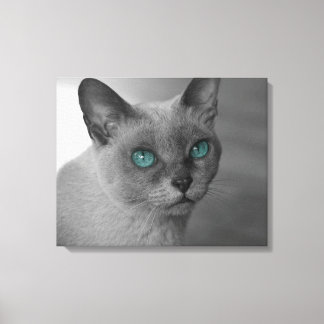 Cat with blue Eyes Canvas Print
