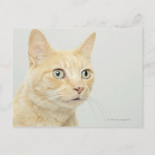 Cat with eyes open wide, close-up postcard