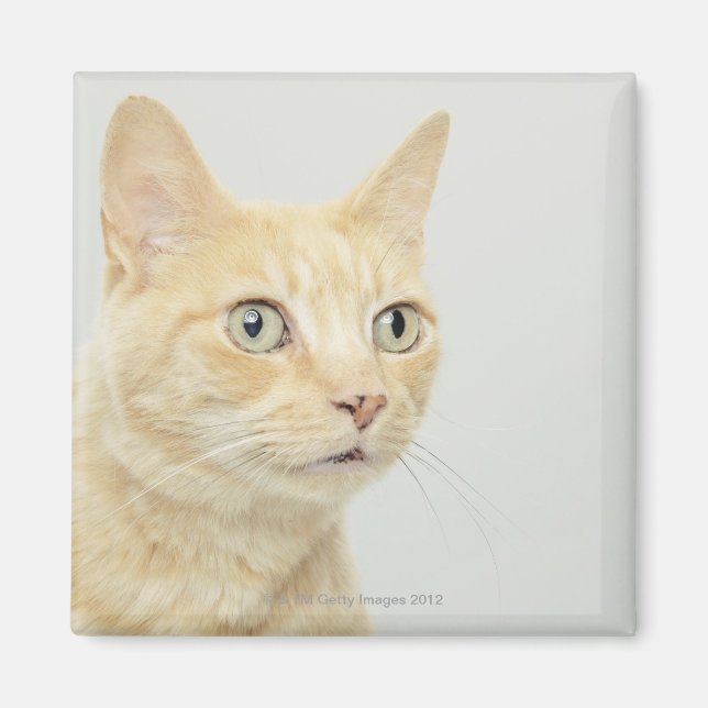 Cat with eyes open wide magnet (Front)