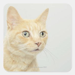 Cat with eyes open wide square sticker
