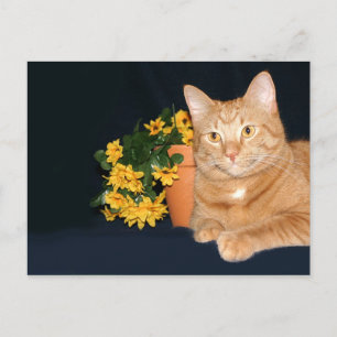 Cat with flowers postcard