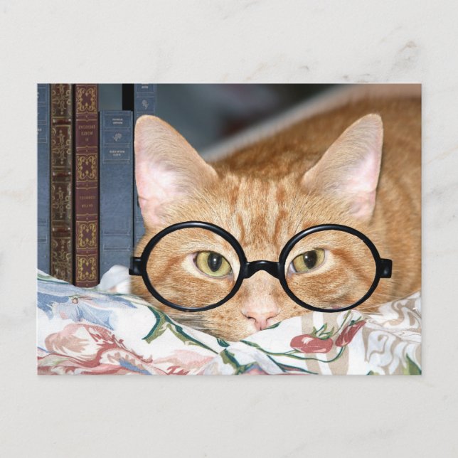 Cat with glasses and books postcard (Front)