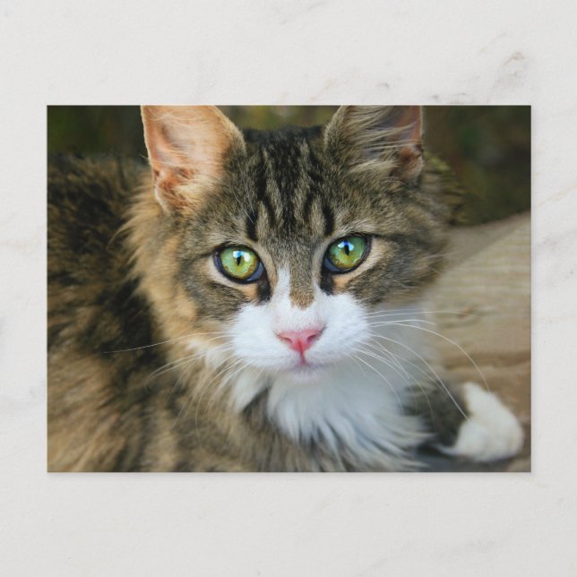 Cat With Green Eyes Postcard (Front)