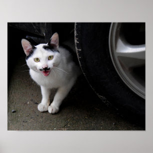 Cat with Moustache Poster
