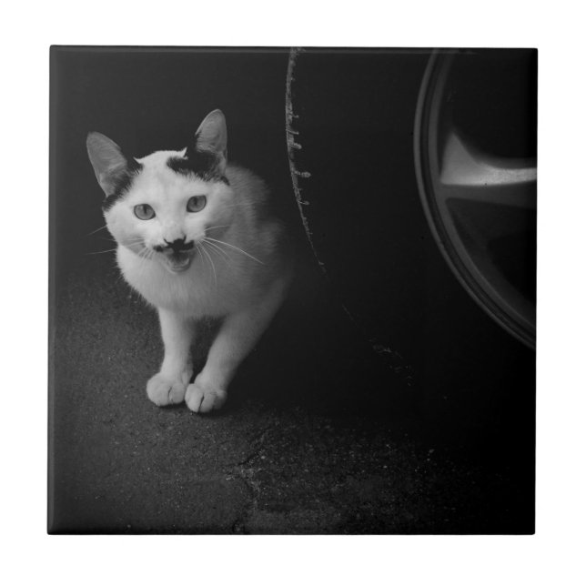 Cat with Moustache Tile (Front)