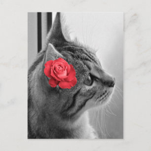Cat with Rose Postcard