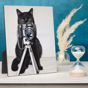 Cat with the camera plaque