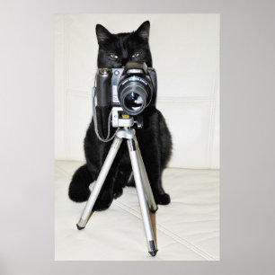 Cat with the camera - poster
