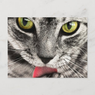 Cat with Tongue out Licks Postcard