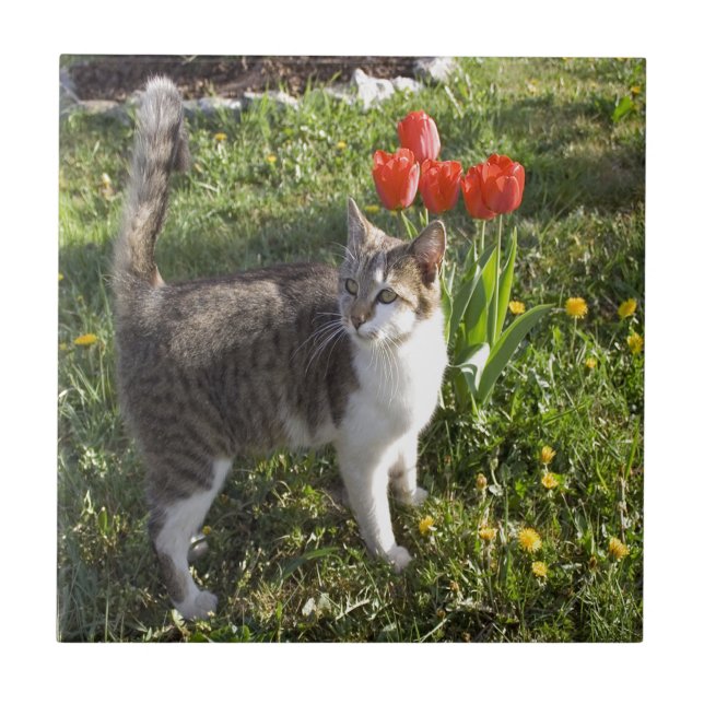 Cat With Tulips Tile (Front)