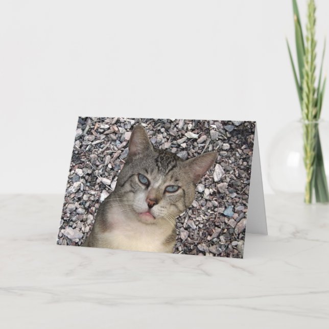 Cat World Rocks with You Anniversary Card (Front)