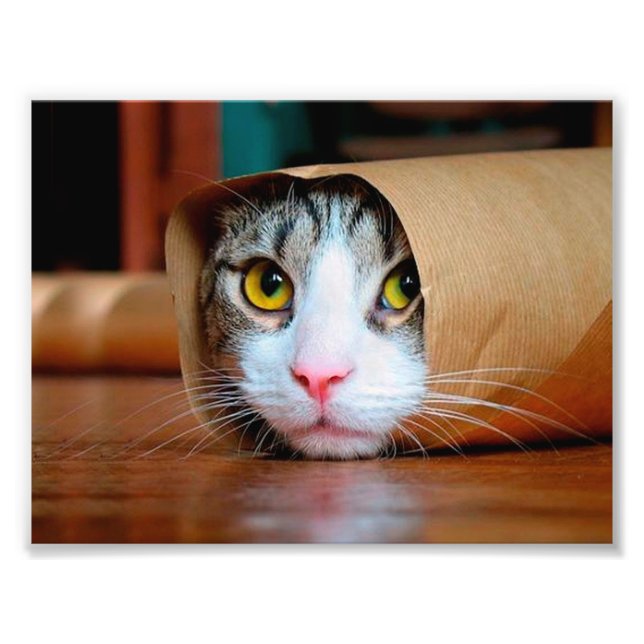 Cat wrapped in a brown paper photo print (Front)
