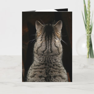 Cat yelling "SURPRISE! HAPPY BIRTHDAY" Card