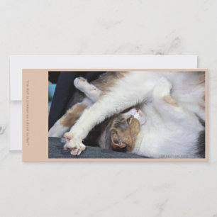Cat Yoga/Sweet Face Thank You Card