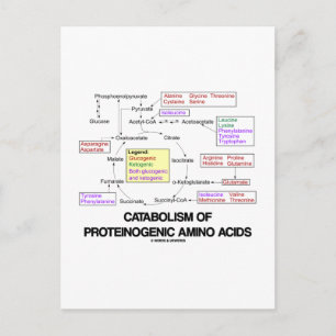 Catabolism Of Proteinogenic Amino Acids Postcard