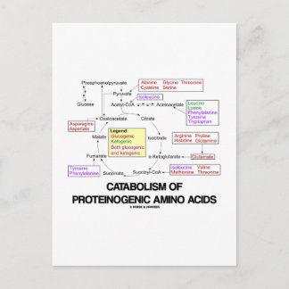 Catabolism Of Proteinogenic Amino Acids Postcard