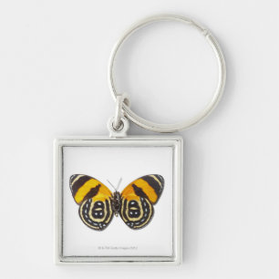 Catagramma cynosura key ring