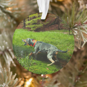 Catahoula and Wild Hog Ornament