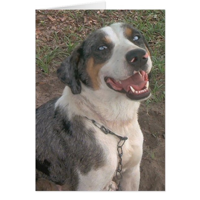 Catahoula Leopard Dog (Front)