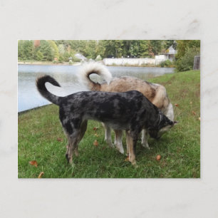 Catahoula Leopard Dog and Ausky Dog Sniffing Postcard