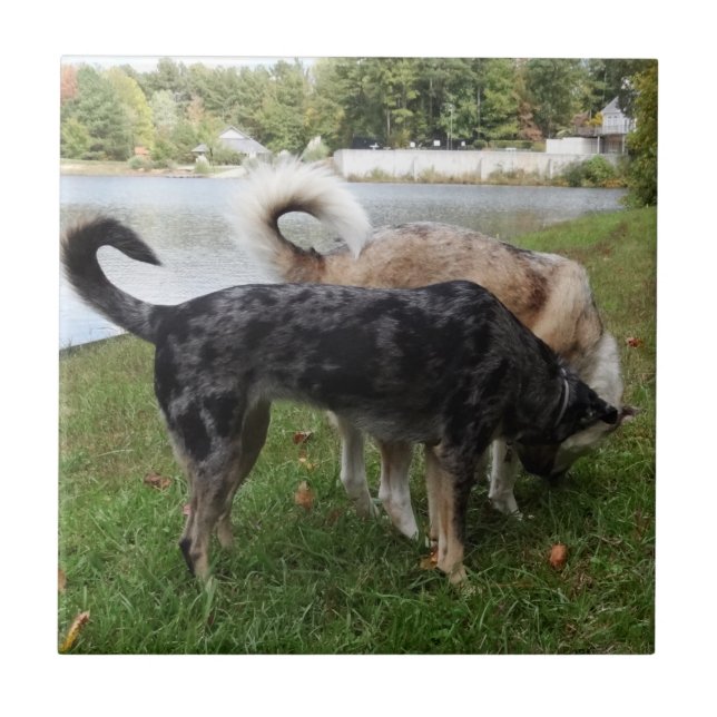 Catahoula Leopard Dog and Ausky Dog Sniffing Tile (Front)