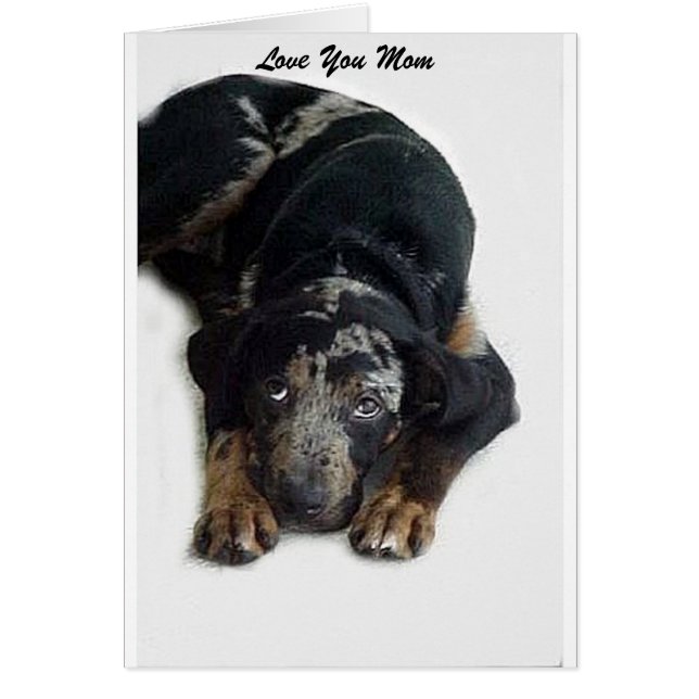 Catahoula Rescue (Front)