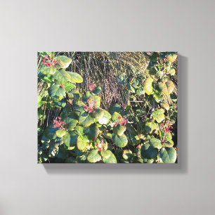 Catalina Currant Canvas Print
