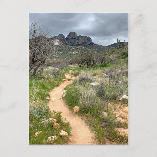Catalina Mountains Trail Postcard (Front)