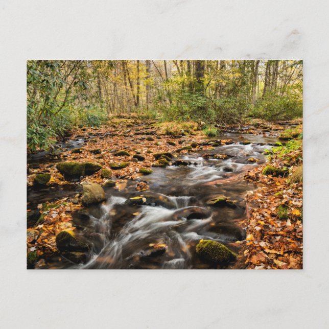 Cataloochee Creek NC Great Smoky Mountains Postcard (Front)