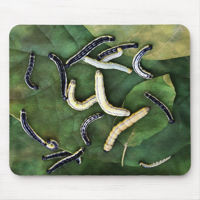 Catalpa Worms Catfish Bait Photographic Art Mouse Mat (Front)