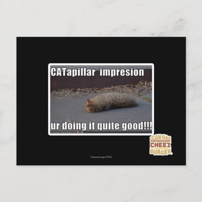 CATapillar Postcard (Front)