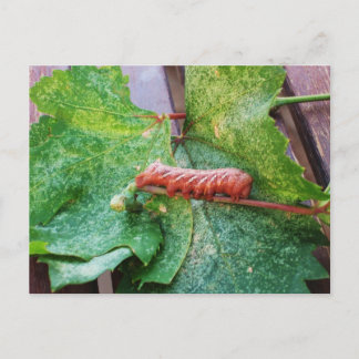 "Catapitter" Postcard