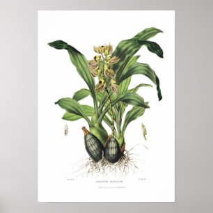 Catasetum maculatum by Miss Drake. Poster