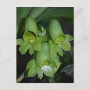 Catasetum orchid  female flower postcard