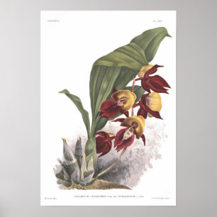 Catasetum splendens poster